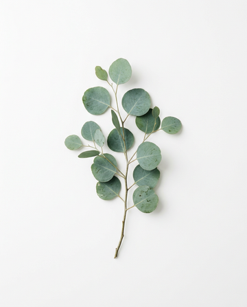 Eukalyptus
