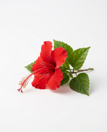Hibiskus