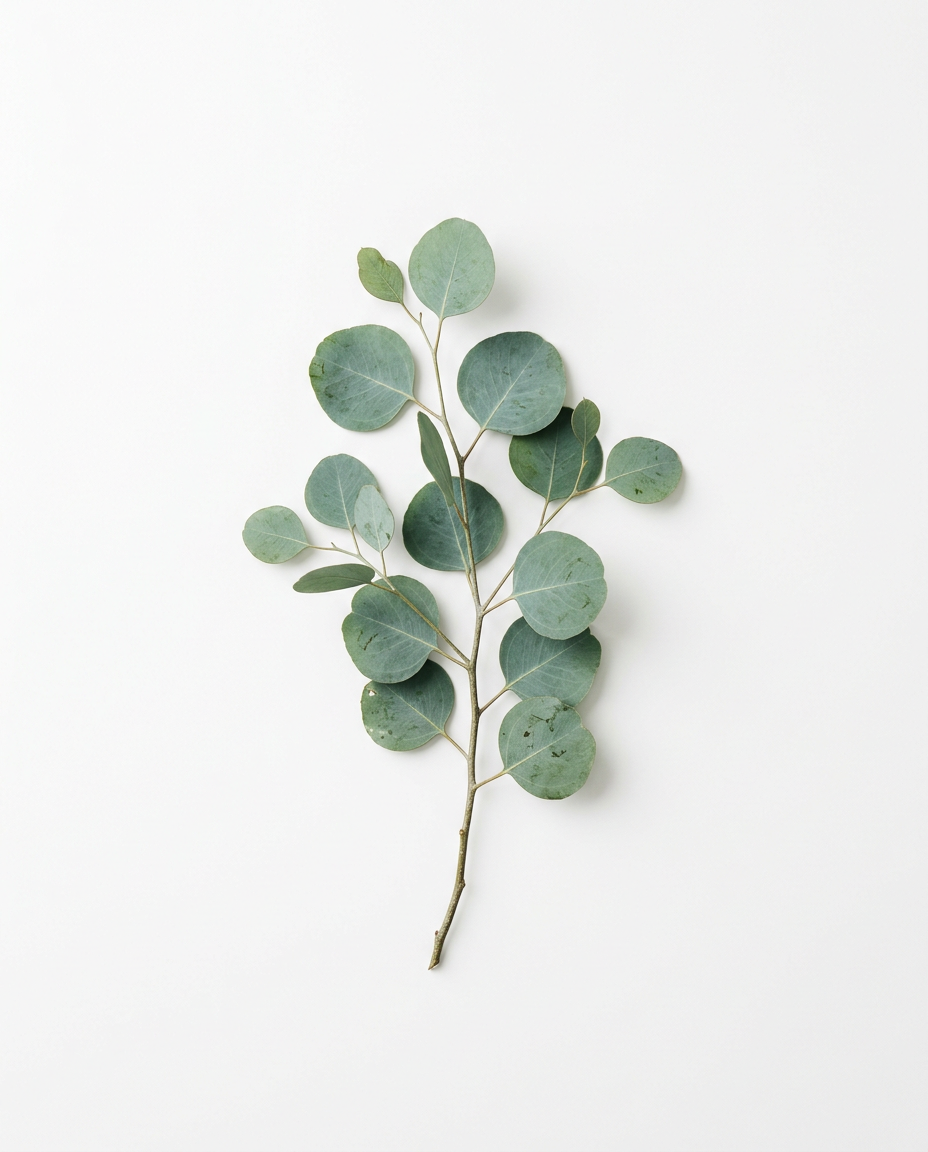 Eukalyptus
