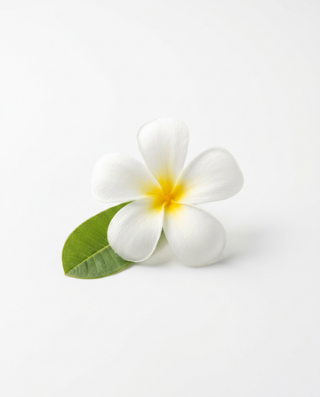 Frangipani