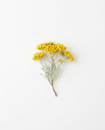 Immortelle