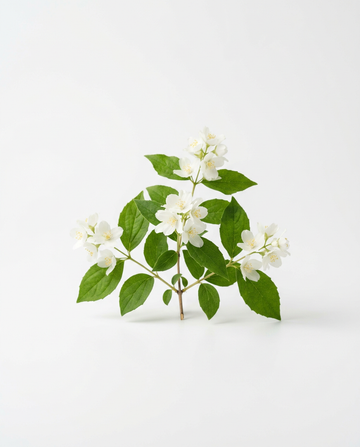 Jasmin
