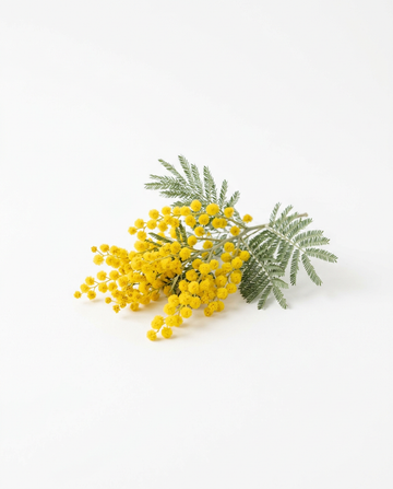 Mimose