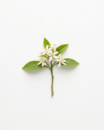 Neroli