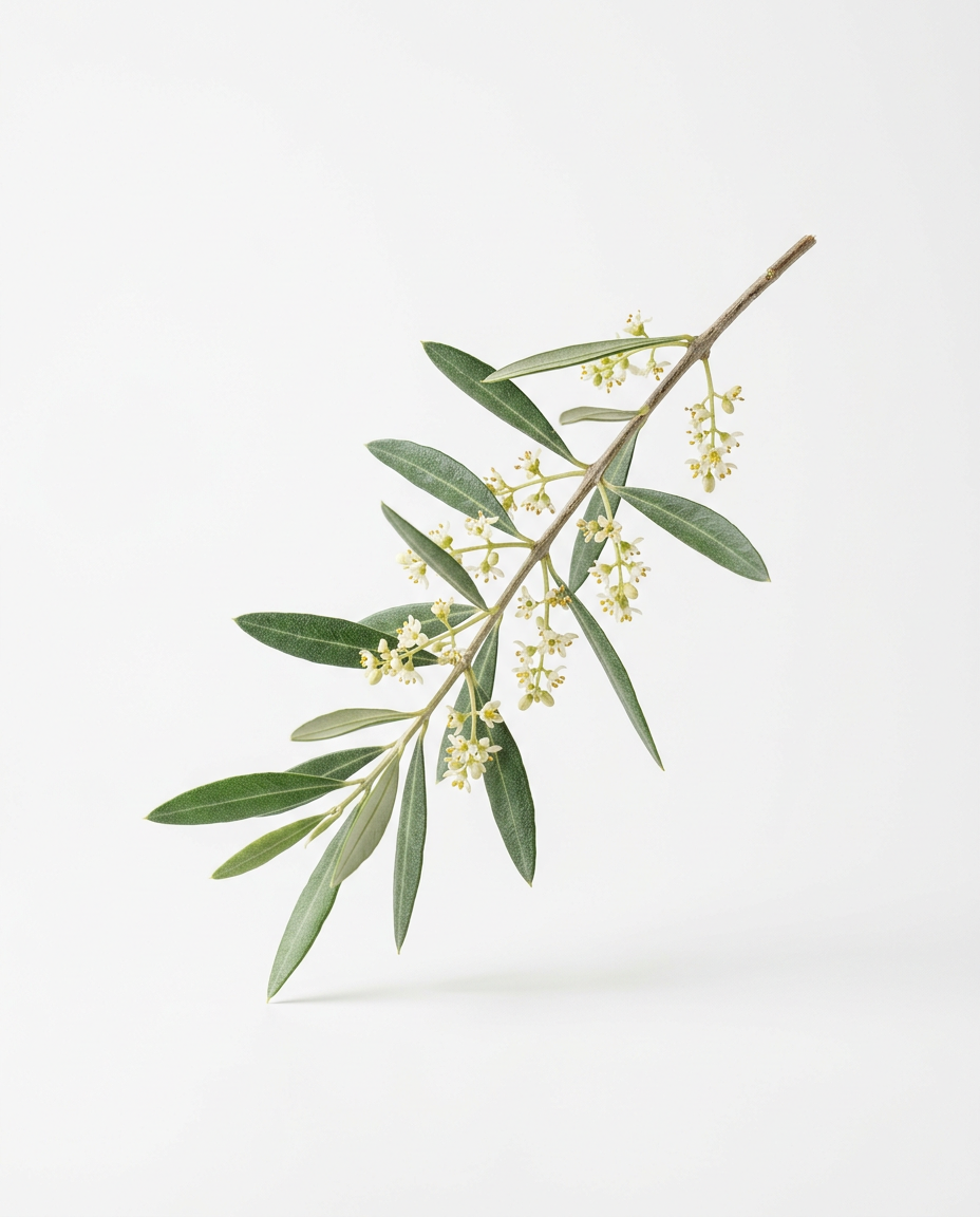Olivenblüte