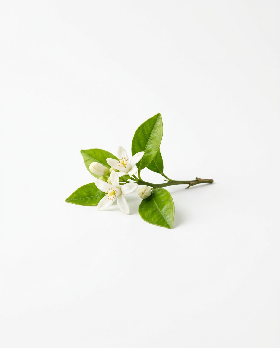 Orangenblüte