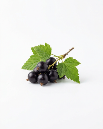 Schwarze Johannisbeere