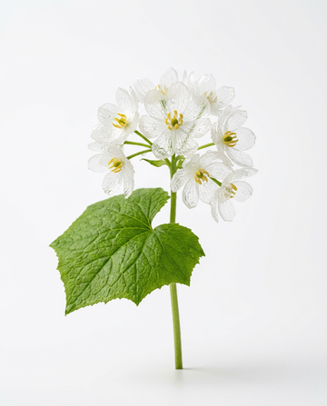 Skelettblume