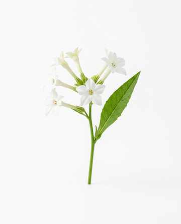 Tabakblüte