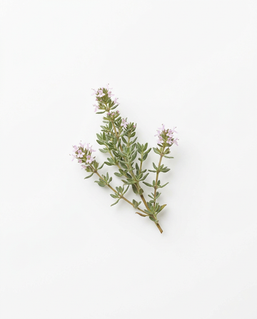 Thymian