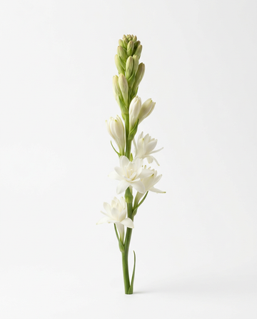 Tuberose