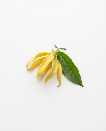 Ylang-Ylang