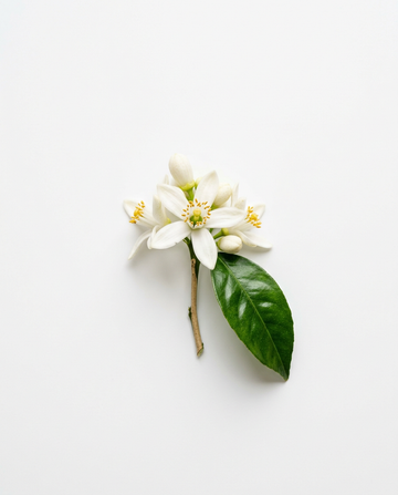 Zitronenblüte